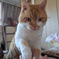 飼い主の手に自分の手を置く猫