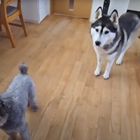 犬2匹と子猫