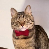 目を細める猫