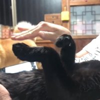 パパさんの手