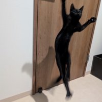 前足を上げてジャンプする子猫