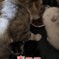 ご飯を食べる親子の猫
