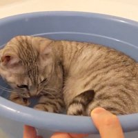 ひとりで桶に収まるマロちゃん