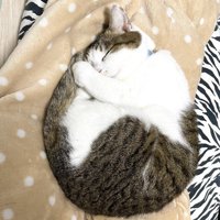 毛布の上で体を丸めて眠るキジ白猫