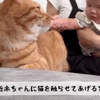 赤ちゃんの方を見る猫
