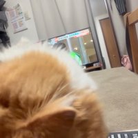 成猫の体の間から見える子猫の顔