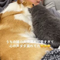 犬と猫と寝ている飼い主