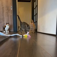 おもちゃを追いかける猫