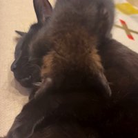 先住猫さんの体に覆いかぶさるように密着するちこちゃん