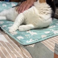 撫でる手と振り返り
