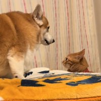 見つめる猫