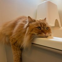 浴槽のふちに引っ付く猫