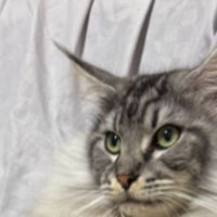 猫の顔