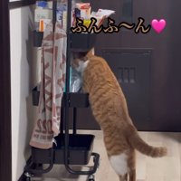 声をかけられる猫