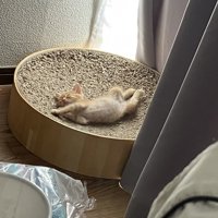 熟睡する猫