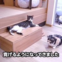 台の上で横になる猫