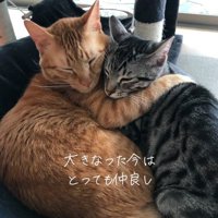 ベッドで一緒に寝ている猫たち