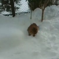 雪の中を突き進む猫