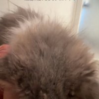 ぶつかってくる猫