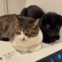 くつろぐ2匹の猫