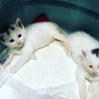 2匹の子猫