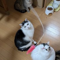 3匹の猫