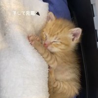 タオルの上で眠る子猫
