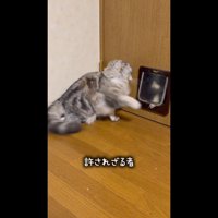 引っ込むあずきちゃん