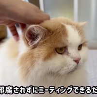 ミーティングの邪魔をしようとするレモンくん