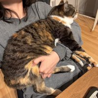 飼い主に乗る猫
