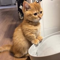 「水飲もうかな」と書かれた写真