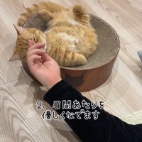 横になってくつろいでいる猫の額を指で撫でる飼い主