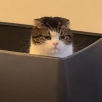トイレから遠くを見つめるスコティッシュフォールド