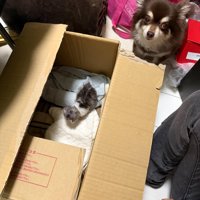 箱の中にいる子猫と見ている犬