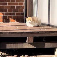 テラスに座り込む猫