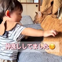 猫をなでる赤ちゃん