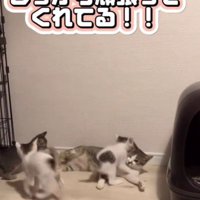 3匹の子猫と母猫