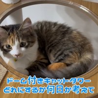 テロップ「ドームつきキャットタワー」