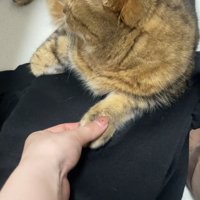 猫の手