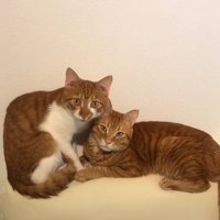 ソファの背もたれの上で手を繋いでいる2匹の猫