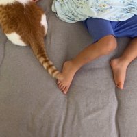 しっぽを左右に振る猫