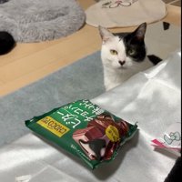 訴える猫