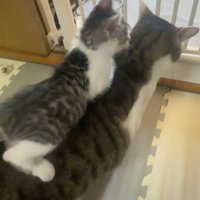 先住猫の背中に乗る子猫