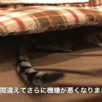 ソファの座布団の下に潜り込んでいる猫