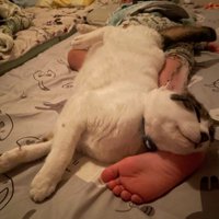 足枕する猫