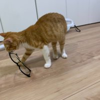メガネを咥えて引きずっていく子猫