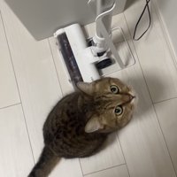 見上げる猫の写真1