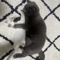 寝転がっている2匹の猫