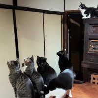 蛾を見る猫たち