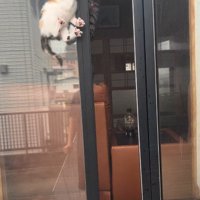 窓の隙間の子猫と見守る猫